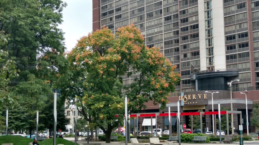 Koelreuteria paniculata plantplacesimage20170914_115112.jpg