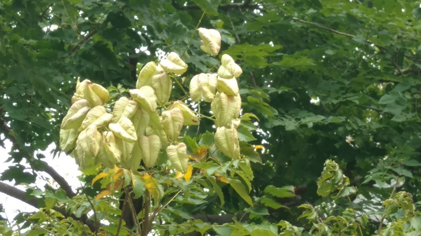 Koelreuteria paniculata plantplacesimage20170914_115200.jpg