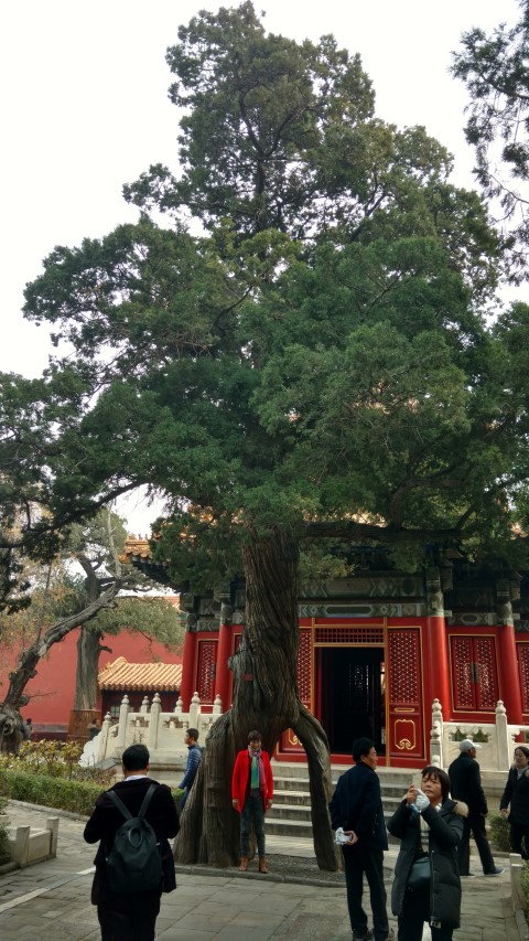 Taxodium distichum plantplacesimage20171121_112657.jpg