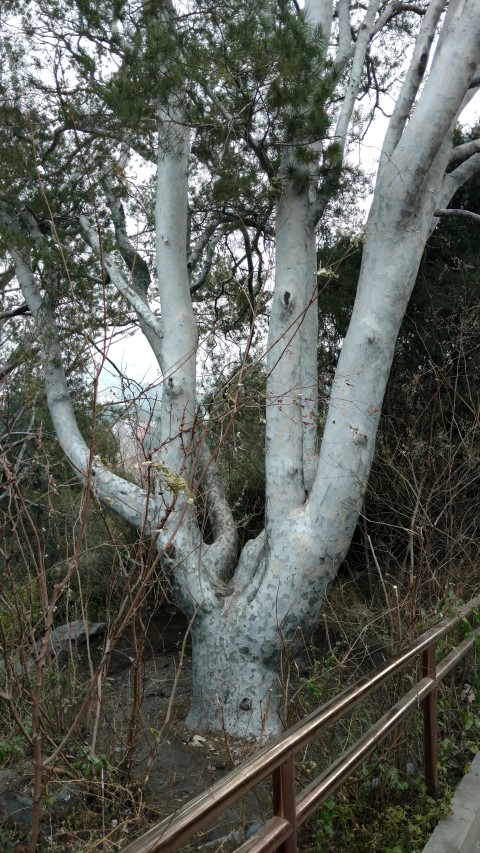 Pinus bungeana plantplacesimage20171121_115559.jpg