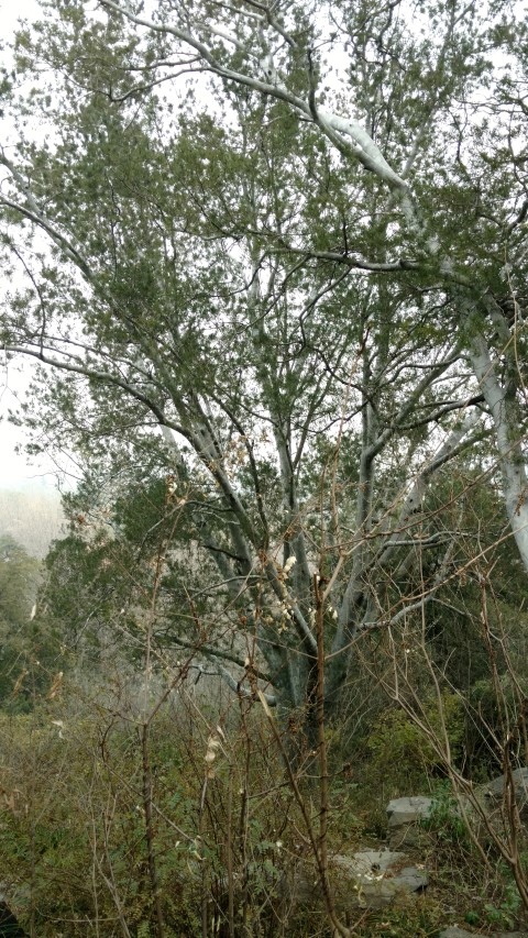 Pinus bungeana plantplacesimage20171121_115608.jpg