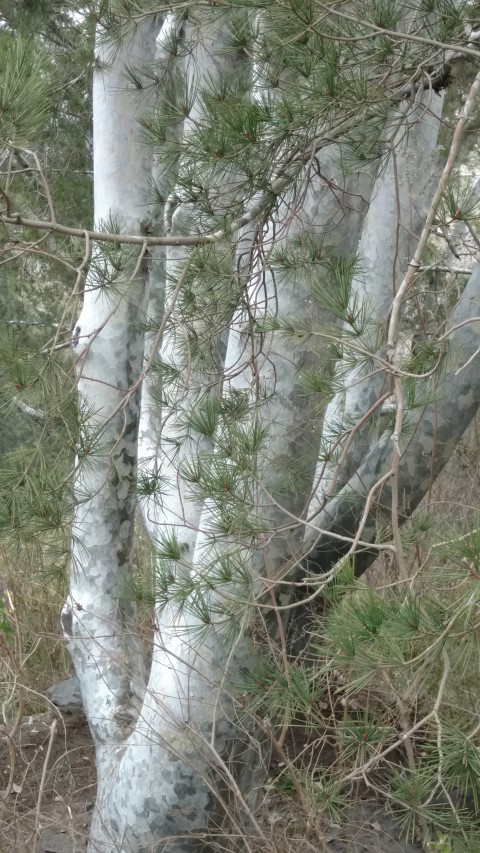 Pinus bungeana plantplacesimage20171121_115731.jpg