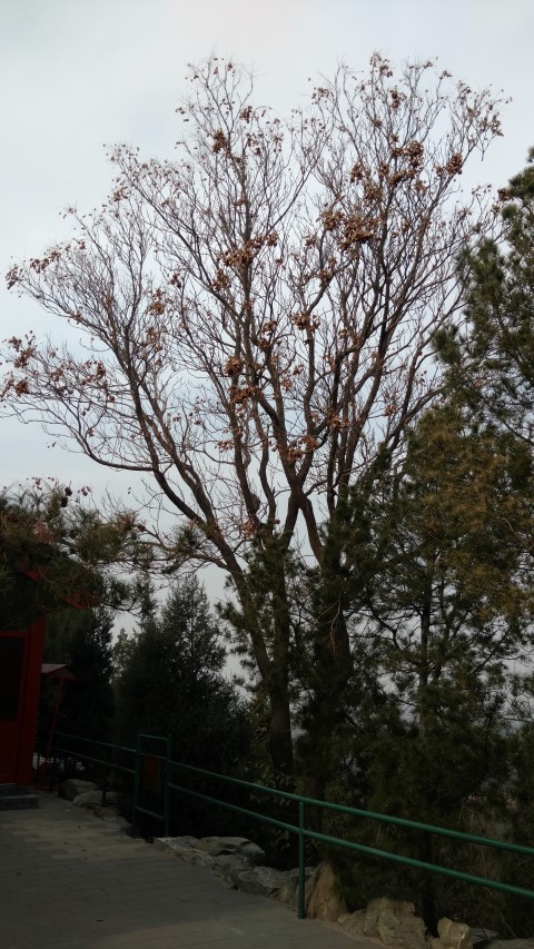 Koelreuteria paniculata plantplacesimage20171121_120419.jpg