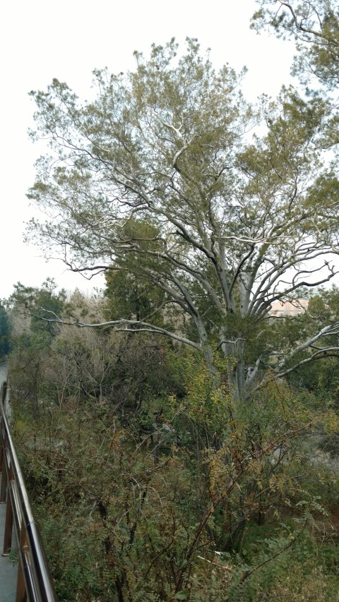 Pinus bungeana plantplacesimage20171121_121657.jpg