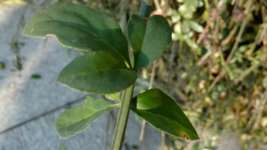 Jasminum nudiflorum plantplacesimage20171123_092842.jpg