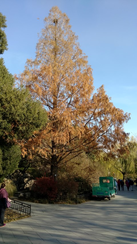 Metasequoia glyptostroboides plantplacesimage20171123_093040.jpg