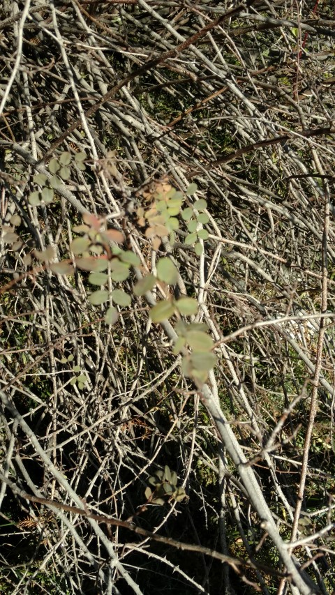 Rosa xanthia plantplacesimage20171123_093156.jpg