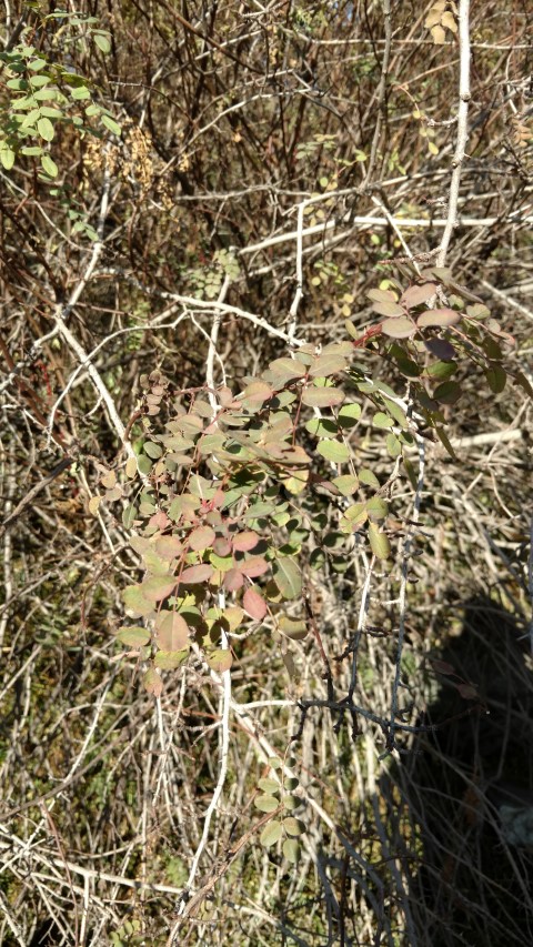 Rosa xanthia plantplacesimage20171123_093239.jpg