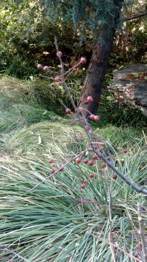 Malus halliana plantplacesimage20171123_093958.jpg