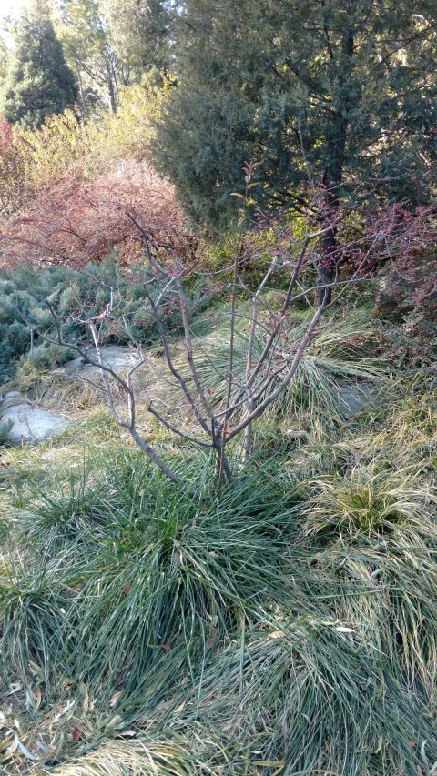 Malus halliana plantplacesimage20171123_094007.jpg