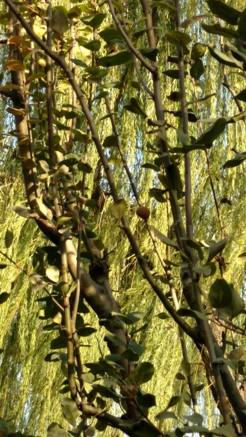 Malus micromalus plantplacesimage20171123_094128.jpg