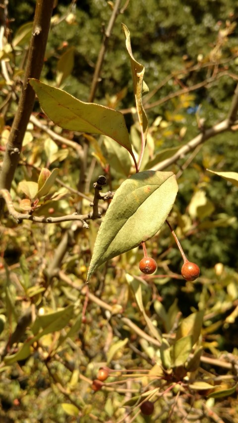 Malus halliana plantplacesimage20171123_094248.jpg