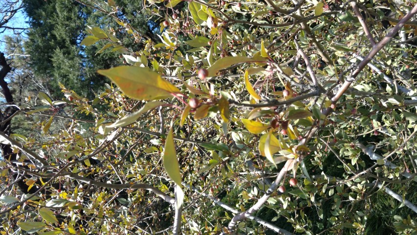 Malus halliana plantplacesimage20171123_094324.jpg