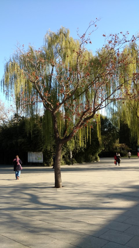 Koelreuteria paniculata plantplacesimage20171124_093550.jpg