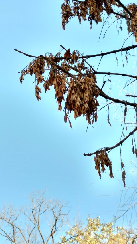 Fraxinus chinensis plantplacesimage20171124_100629.jpg