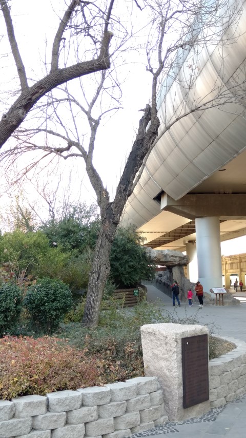 Fraxinus chinensis plantplacesimage20171124_101222.jpg