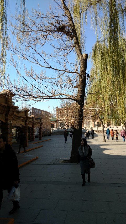 Paulownia fortunei plantplacesimage20171124_102554.jpg