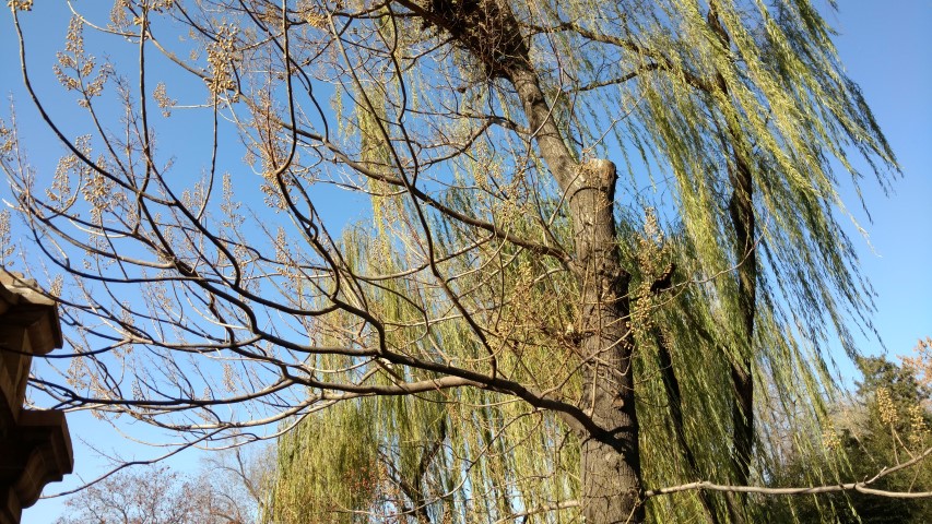 Paulownia fortunei plantplacesimage20171124_102618.jpg