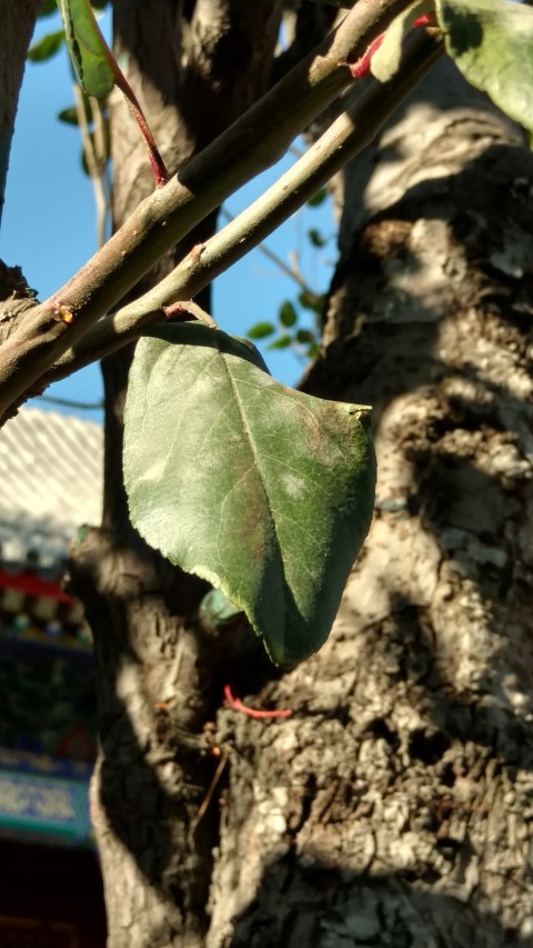 Malus micromalus plantplacesimage20171124_110832.jpg