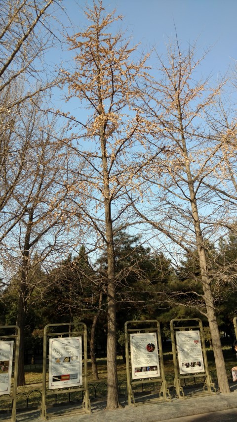 Ginkgo biloba plantplacesimage20171125_100608.jpg