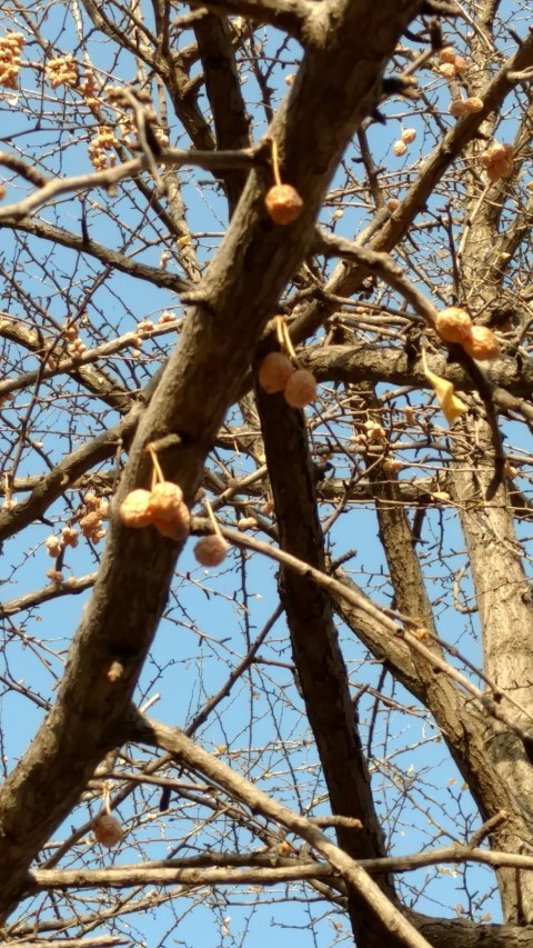 Ginkgo biloba plantplacesimage20171125_100627.jpg