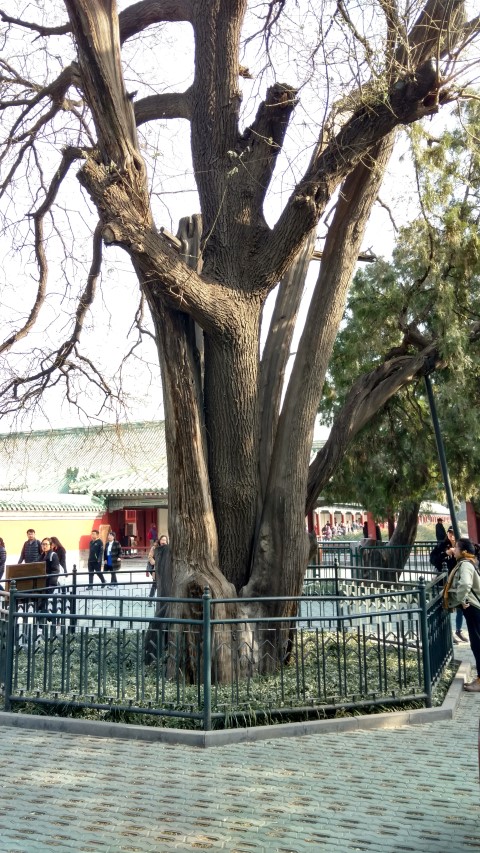 Sophora japonica plantplacesimage20171125_105918.jpg