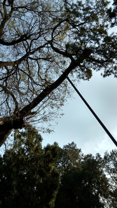 Sophora japonica plantplacesimage20171125_105931.jpg