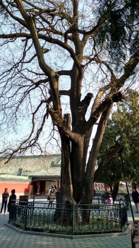 Sophora japonica plantplacesimage20171125_110005.jpg