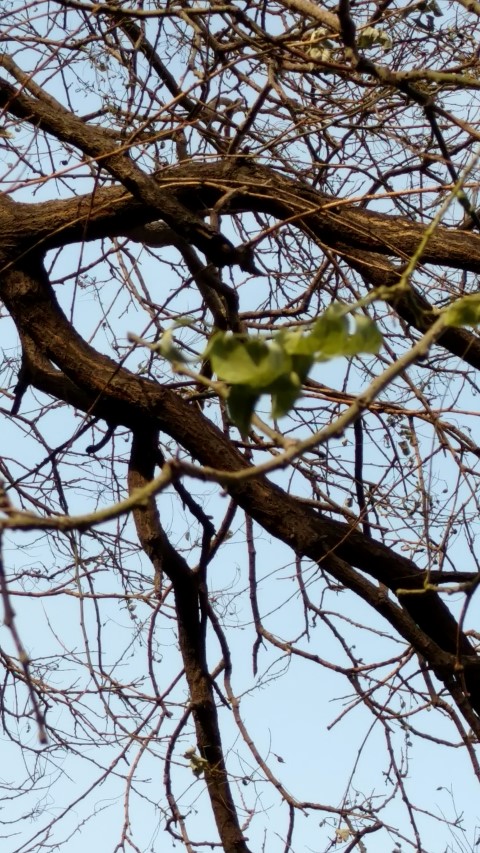 Sophora japonica plantplacesimage20171125_110044.jpg