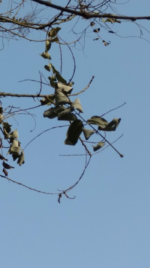 Sophora japonica plantplacesimage20171125_110103.jpg