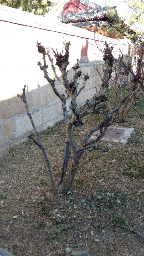 Lagerstroemia indica plantplacesimage20171126_101556.jpg