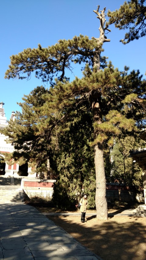 Pinus tabuliformis plantplacesimage20171126_103151.jpg