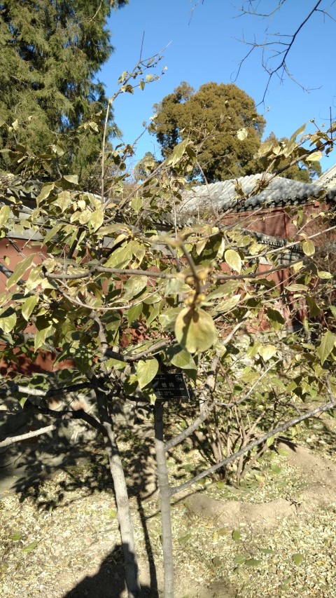 Chimonanthus praecox plantplacesimage20171126_105351.jpg