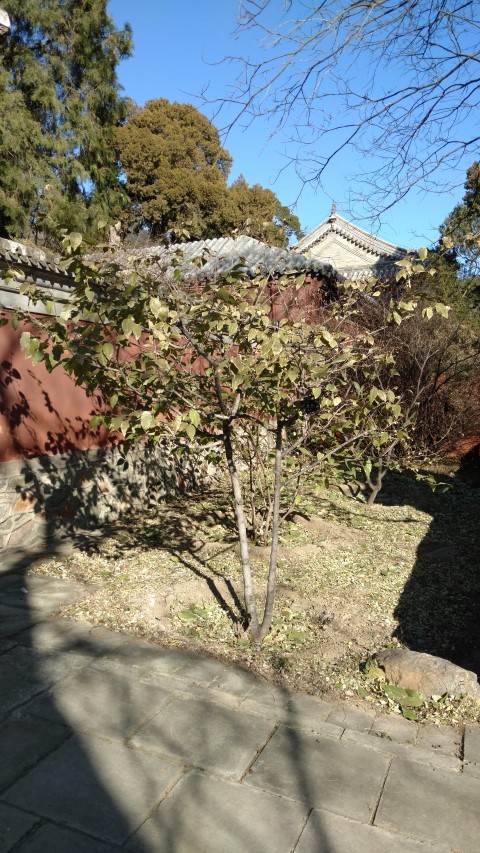 Chimonanthus praecox plantplacesimage20171126_105408.jpg