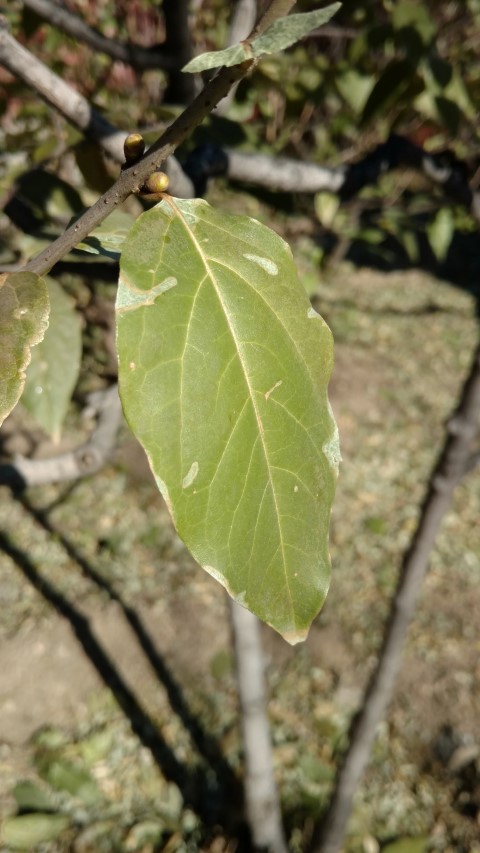 Chimonanthus praecox plantplacesimage20171126_105422.jpg
