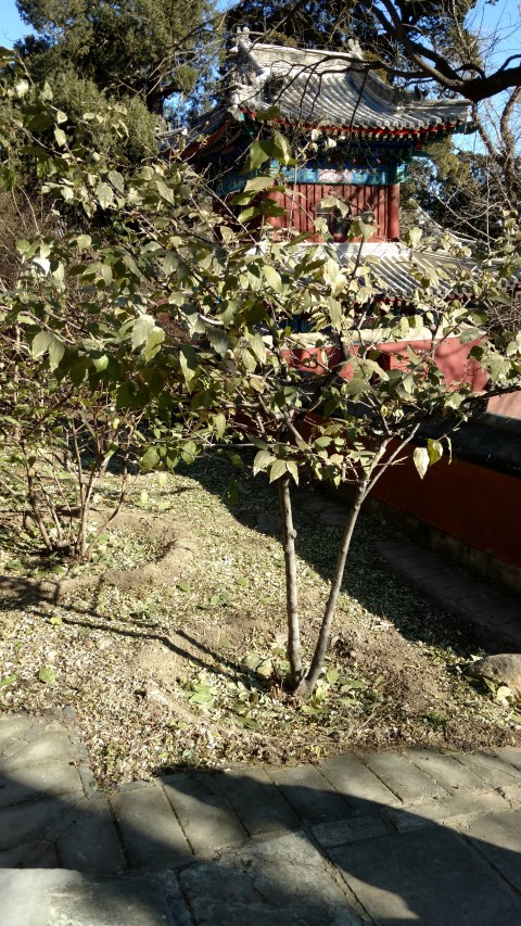 Chimonanthus praecox plantplacesimage20171126_105435.jpg