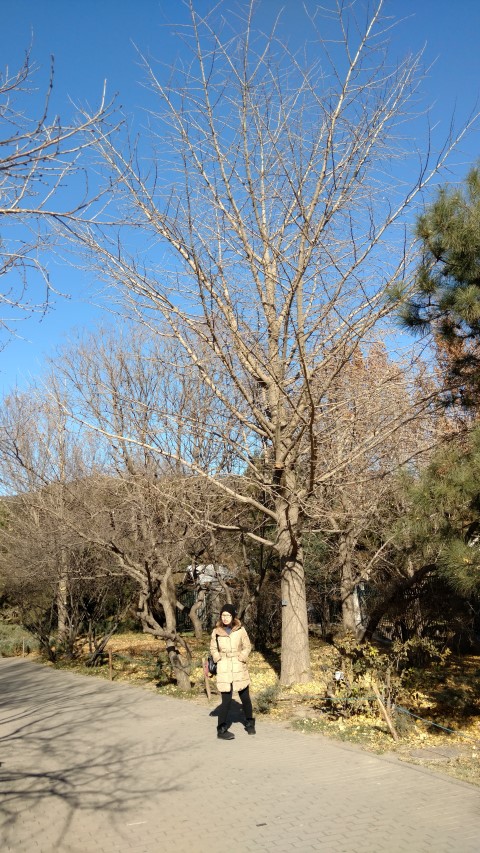 Ginkgo biloba plantplacesimage20171126_125535.jpg