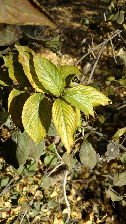 Weigela florida plantplacesimage20171126_125613.jpg