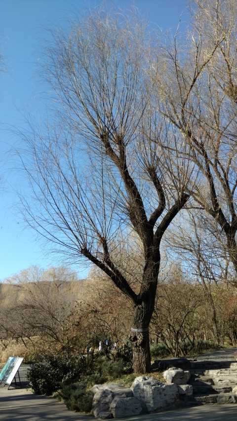 Salix matsudana plantplacesimage20171126_130051.jpg