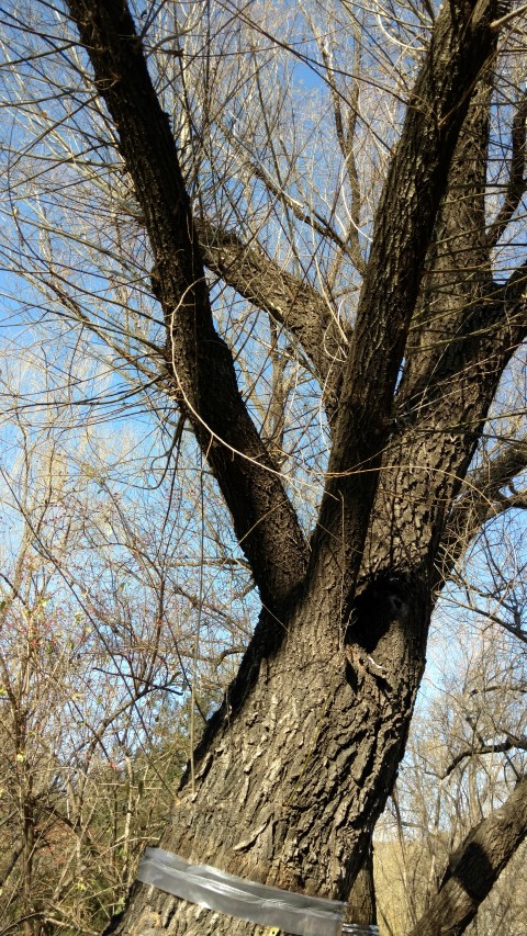 Salix matsudana plantplacesimage20171126_130107.jpg