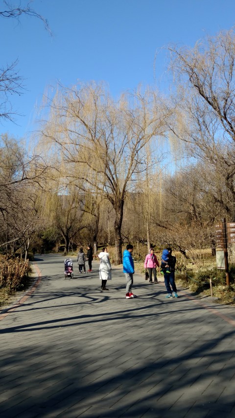 Salix matsudana plantplacesimage20171126_130128.jpg