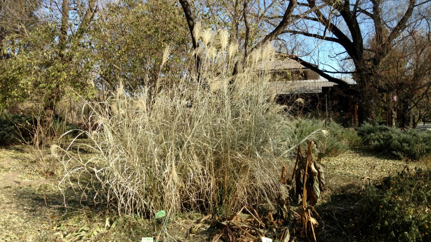 Miscanthus sinensis plantplacesimage20171126_130308.jpg