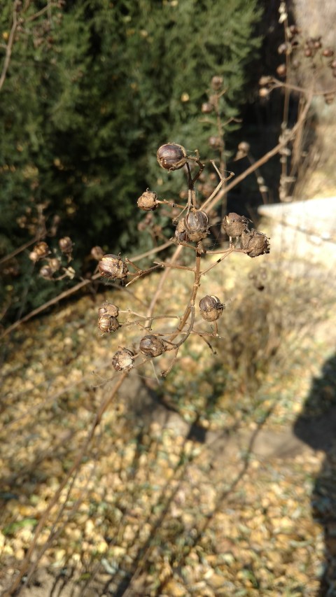 Lagerstroemia indica plantplacesimage20171126_130540.jpg