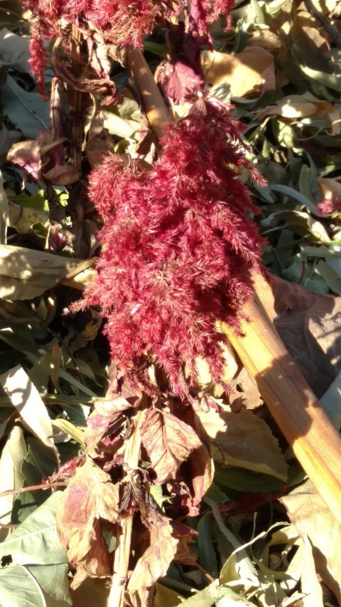 Celosia plumosa plantplacesimage20171126_131239.jpg