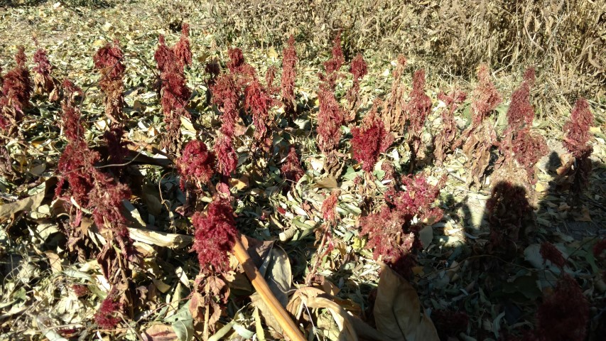 Celosia plumosa plantplacesimage20171126_131258.jpg