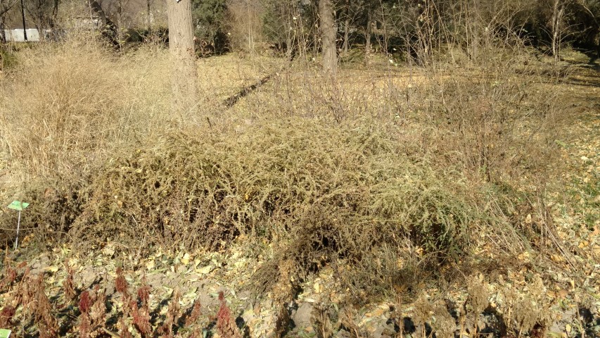 Solidago rugosa plantplacesimage20171126_131338.jpg