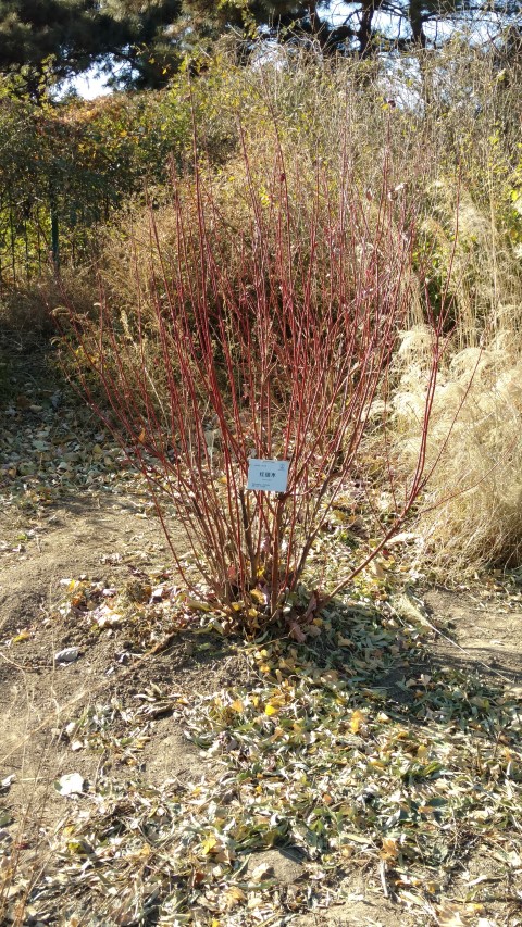 Cornus alba plantplacesimage20171126_131746.jpg