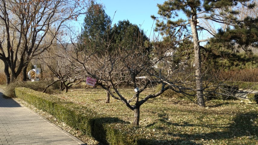 Amygdalus persica plantplacesimage20171126_132136.jpg