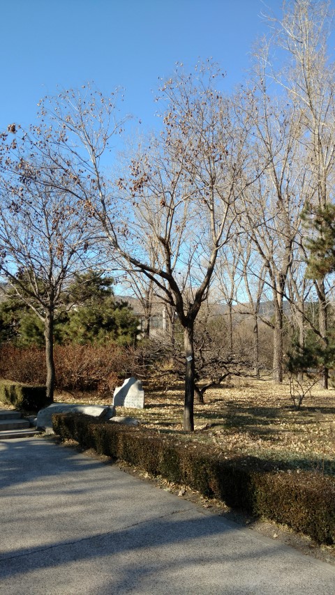 Koelreuteria paniculata plantplacesimage20171126_132227.jpg