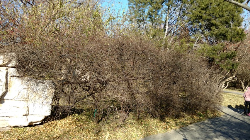 Cotoneaster multiflorus plantplacesimage20171126_133525.jpg